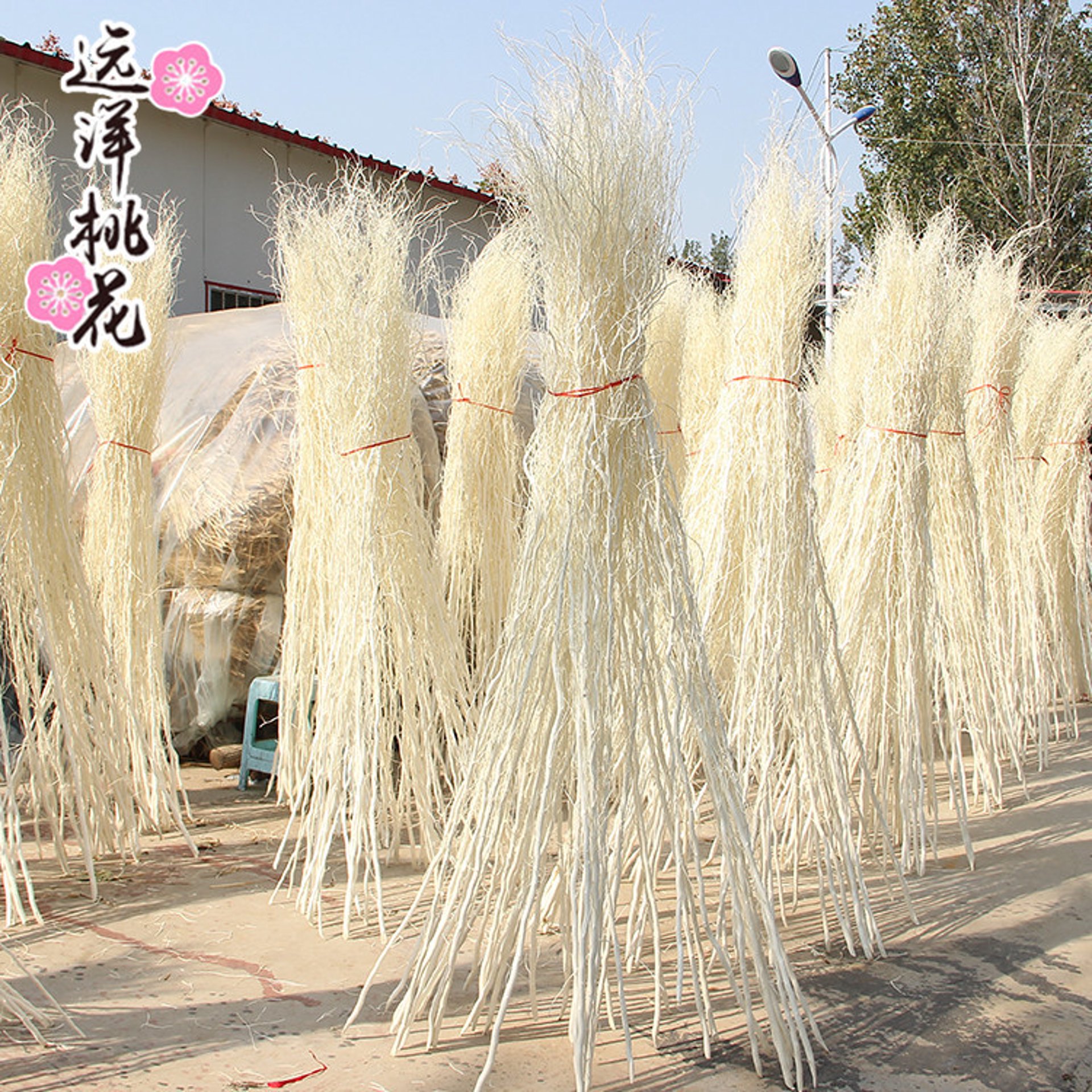 龙柳科技